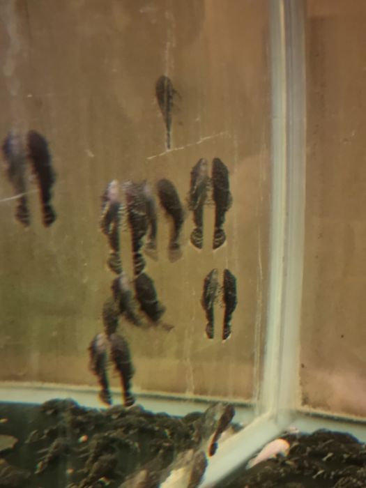 Peixes Ancistrus  sp