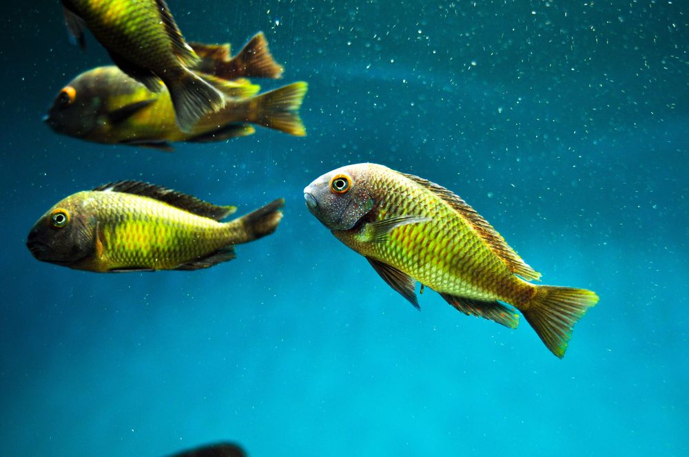 Tropheus Kalambo, ciclideos africano, tanganyika