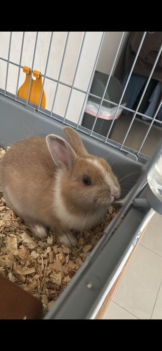 Coelho anão com gaiola