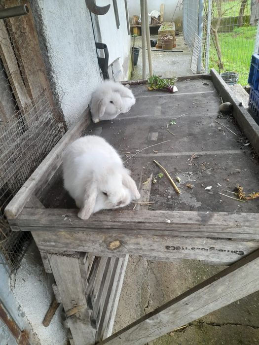 Coelhos anões Mini Lop