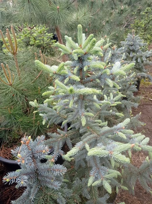 Drzewka ozdobne (iglaki) -świerki,sosny,modrzewie