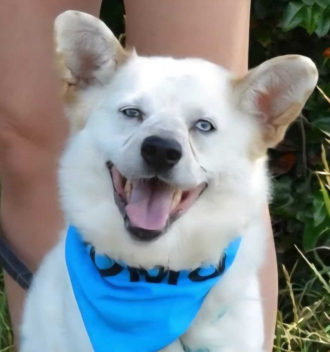 Kacper - niebieskooki prześliczny samotny ADOPCJA