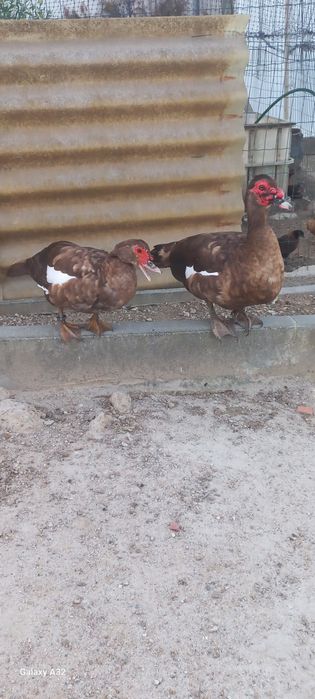 Casal de patos mudos chocolate