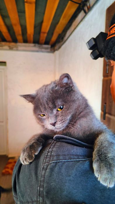 Котик у добрі руки