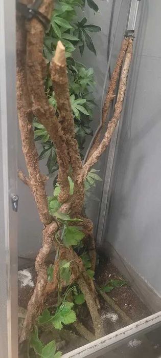 terrarium dla gadów