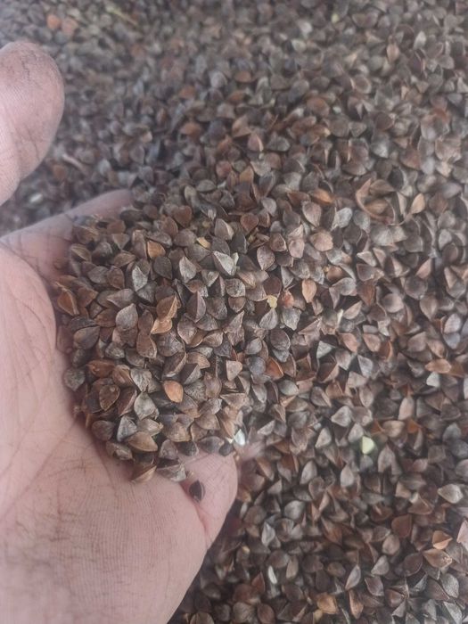 Гречка посівна або на крупу