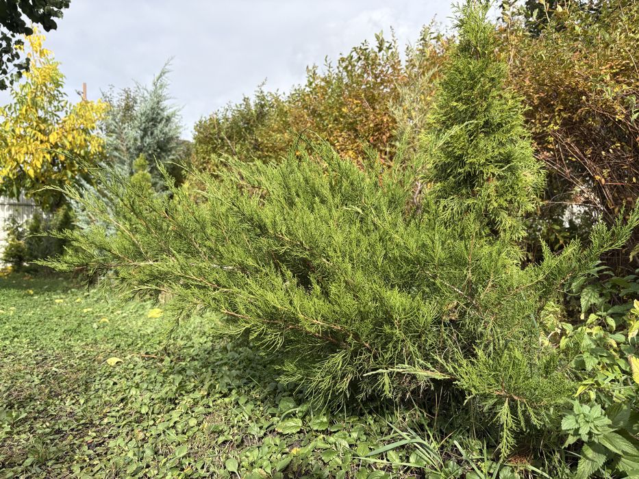 Туя, ялівець, верба, хоста, спірея, барбарис, сумах, овсянниця