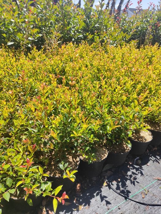 Eugenia Newport  50cm a 400cm