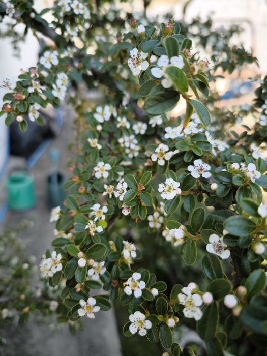 Quataniaster em vaso