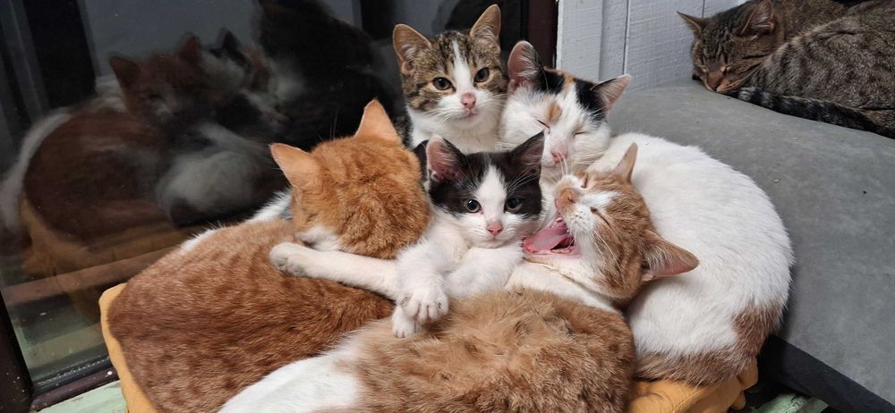 Oddam KOTKI za darmo  w dobre ręce