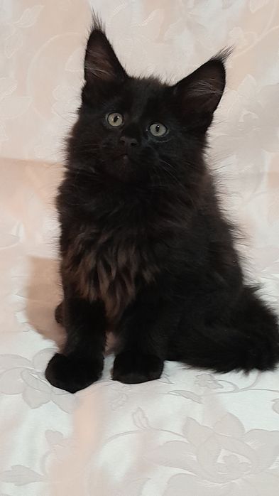 Пропоную кошенят мейн кун.