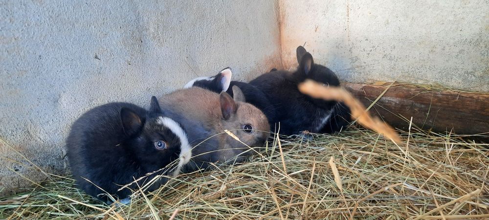 Coelhinhos Anão bebés