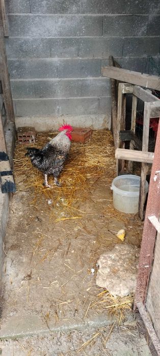 Galo Malinês com 10 meses, aceito troca por GANSO ou outro galo.