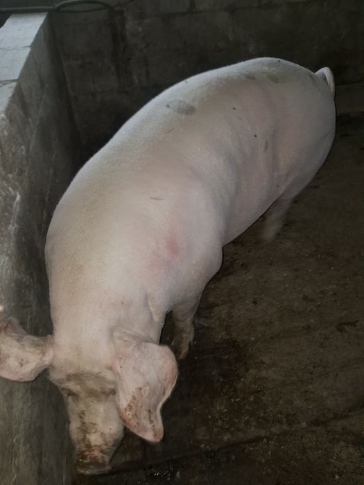 Порісна свиноматка