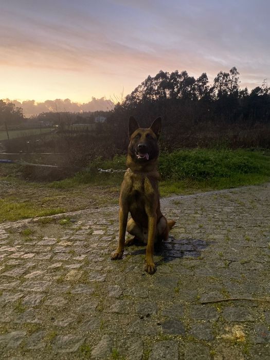 Cão pastor malinois