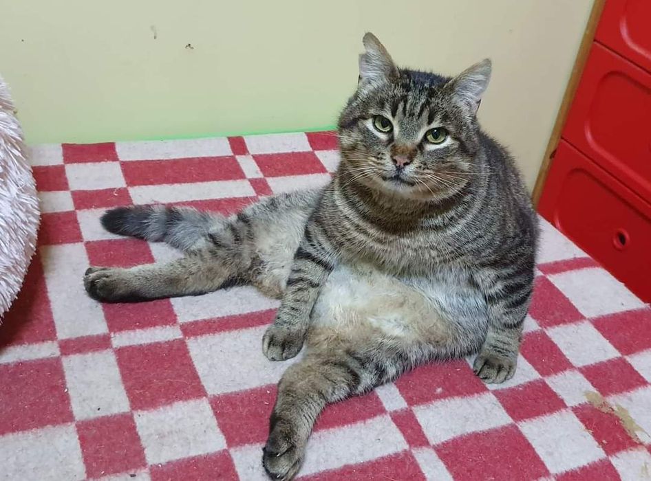 Jason - Kociarnia Ostróda