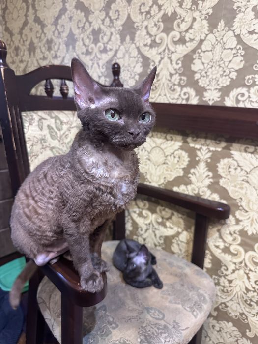 Кошеня Девон Рекс