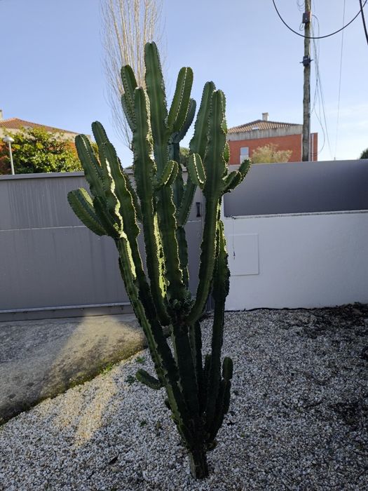 Cacto grande exterior