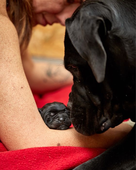 Кане-корсо цуценята