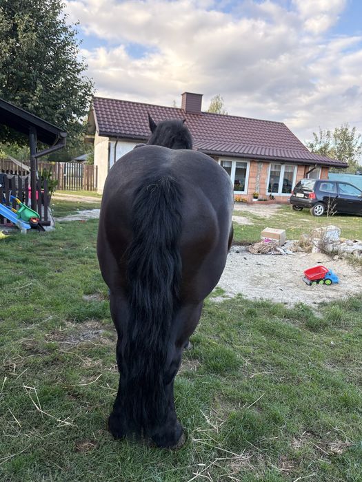 Klacz zimnokrwista PKZ