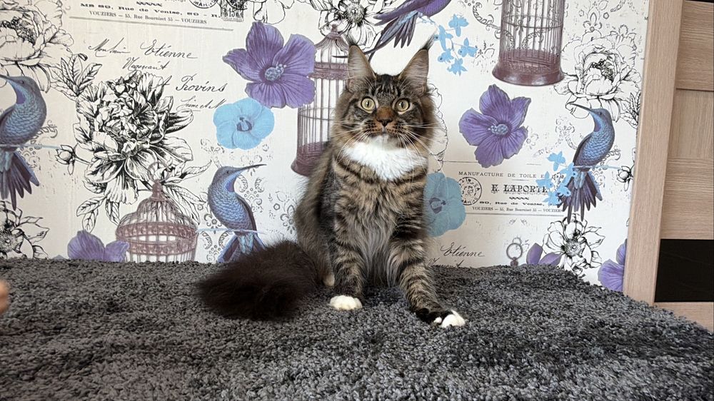 Мейн-кун дівчинка