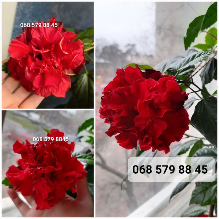 ГІБІСКУС червоний МАХРОВИЙ (кімнатна рослина), китайська роза червона