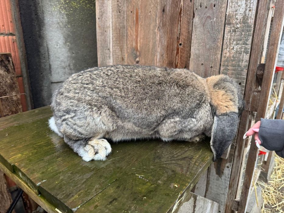 Samica baran francuski szary