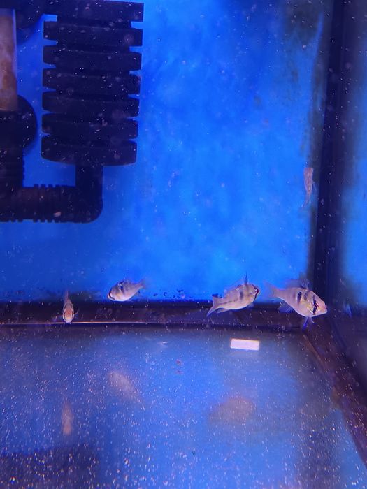 Ramirezi german Blue