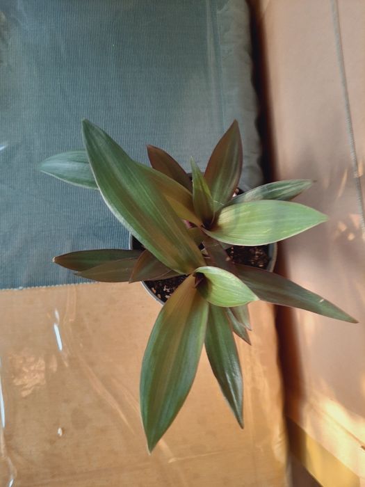 Trzykrotka ( reo meksykańskie