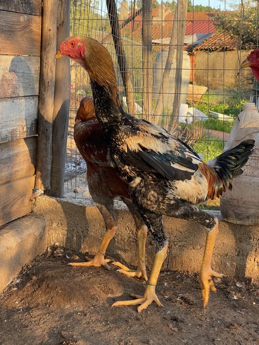 Indio Gigante - OVOS