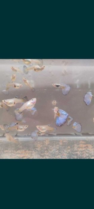 Gupik, gupiki Blue grass