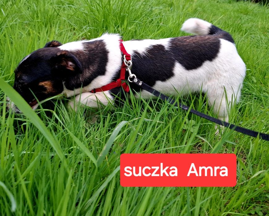 Słodka Amra !!! Jack Russell Terrier krótkie nóżki RODZICEWHODOWLI