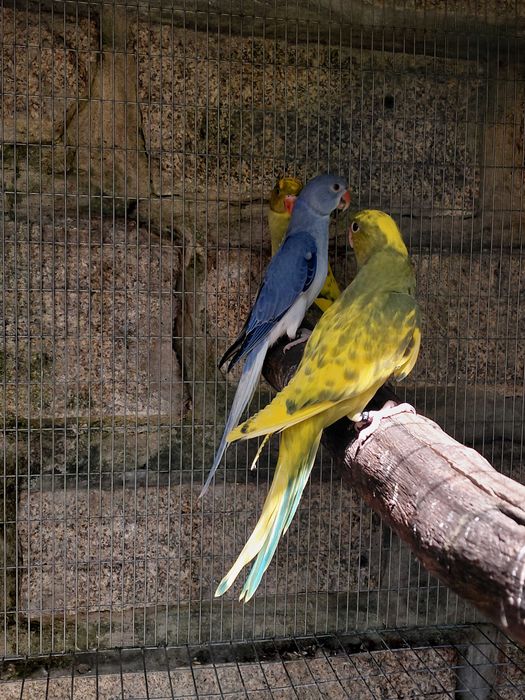Ring necks Violetas, turquesa, cinza violeta, malhados, 2025