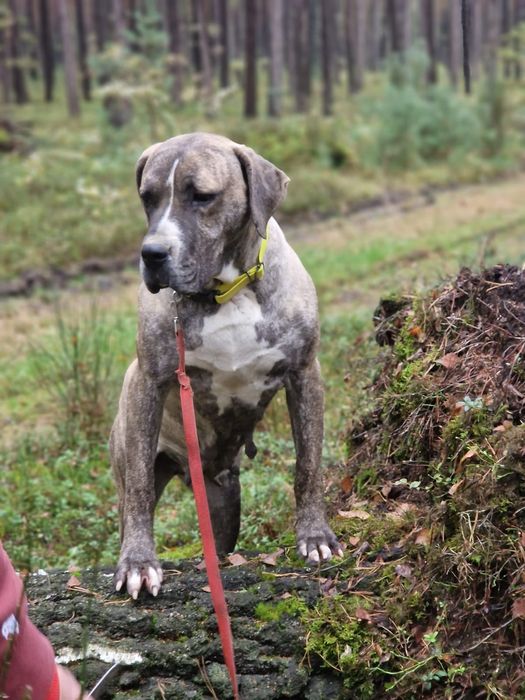 Suczka Około 3 lata