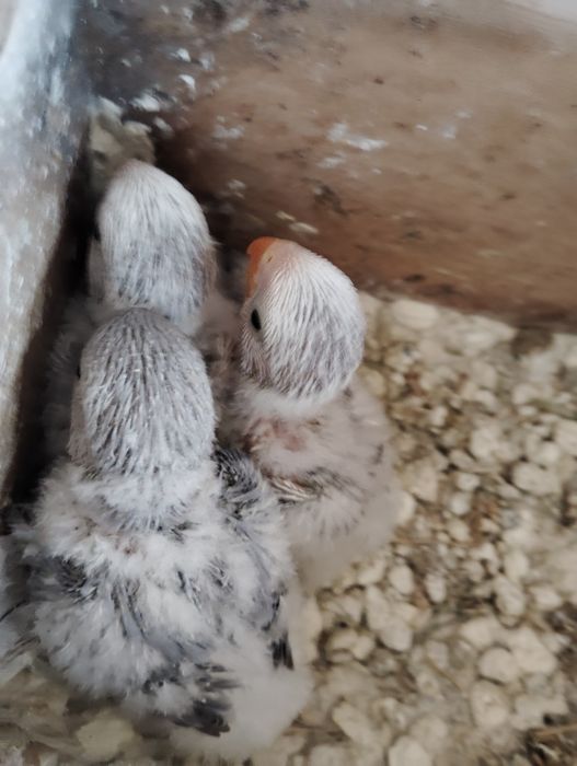 Agapórnis Roseicollis