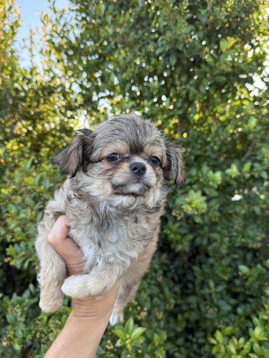 Excecional mini Chihuahua/Chiuaua,LinhagemRussa de Qualidd