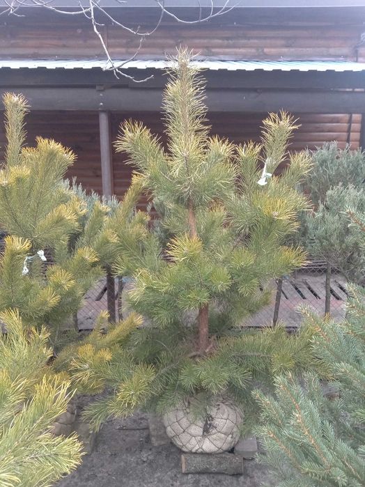 Сосна кримська 140-180 см. Розпродаж, низька ціна. Опт та роздріб