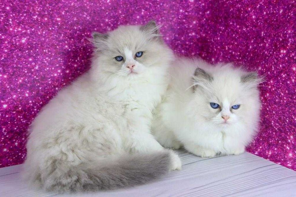 Чарівні дітки породи -регдол