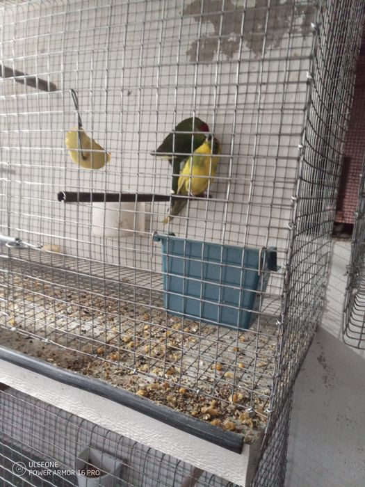 Vendo casal de kakaris