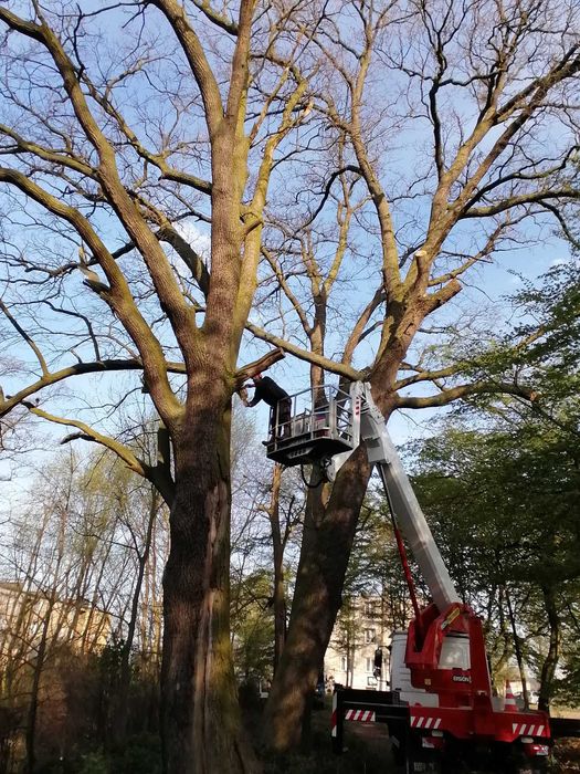 Przycinanie wycinanie ścinanie drzew, alpinistycznie