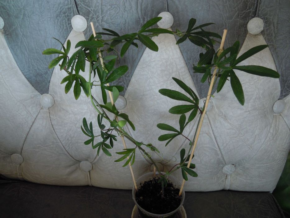 Пассифлора  цветущая. Лавандовая Леди. Молодые отростки.