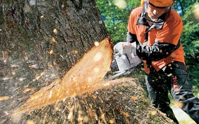 Зрізання дерев,розпил