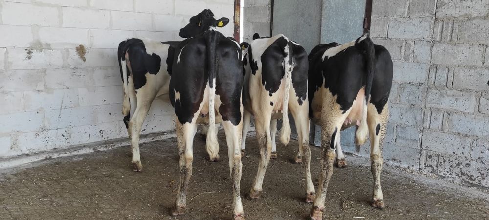 Jałówki jałowice cielne pierwiastki krowy HO. Import.