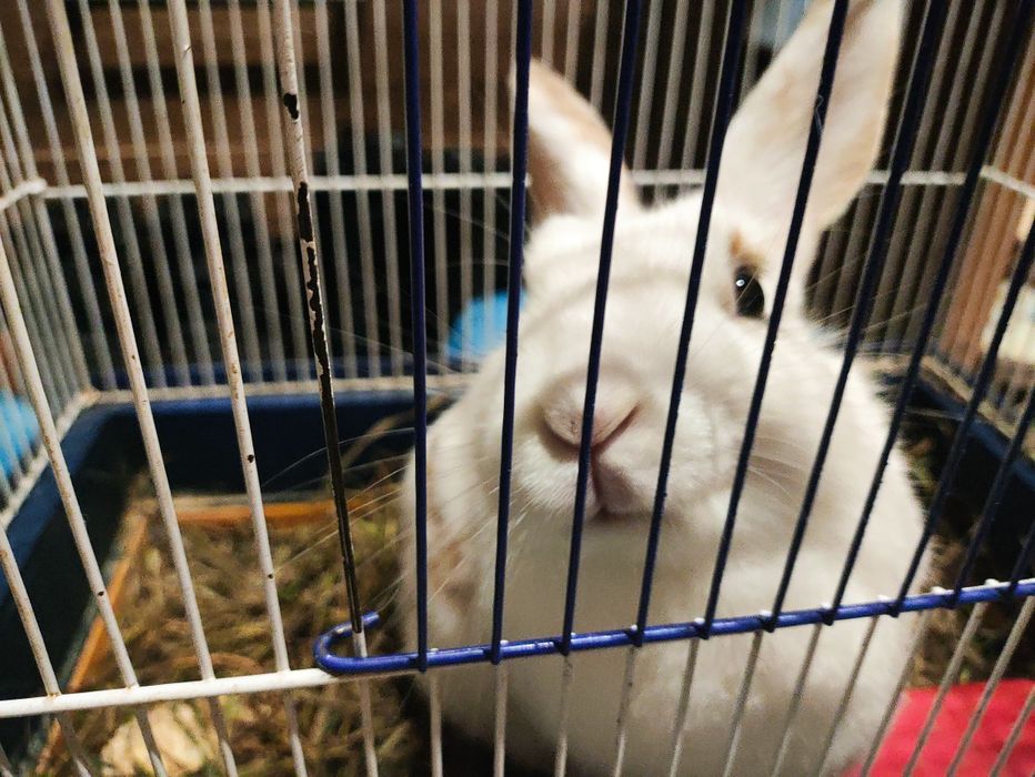 Віддам декоративного кроля