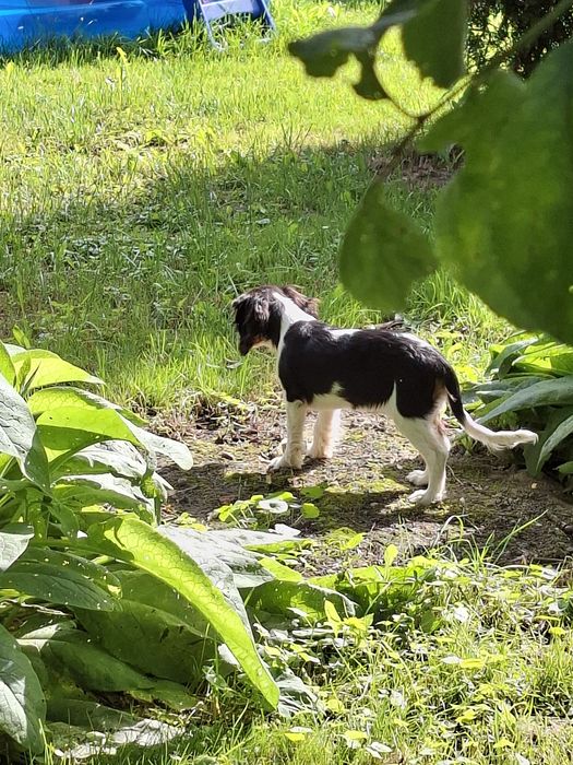 Cavalier King Charles Spaniel piesek piękny
