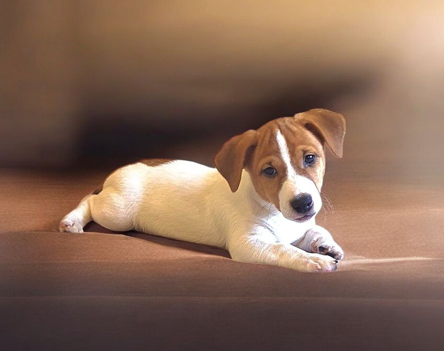 Шикарні  малюки !