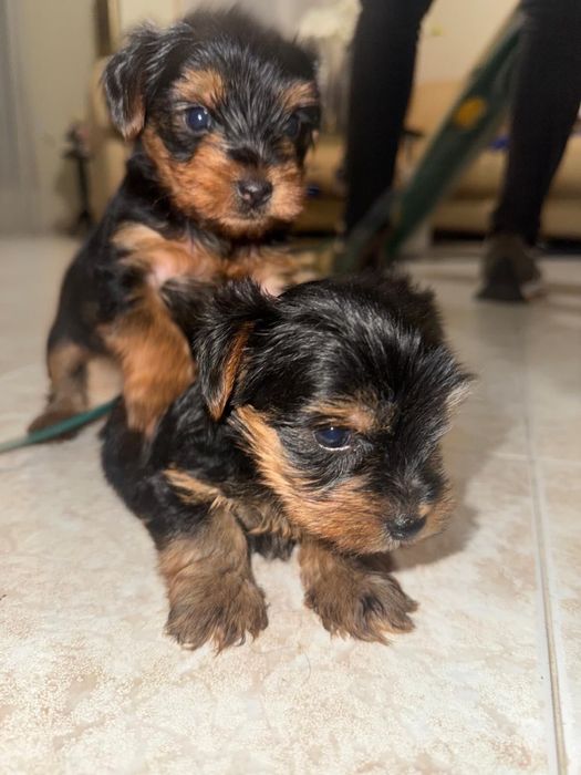Yorkshire Terrier Macho
