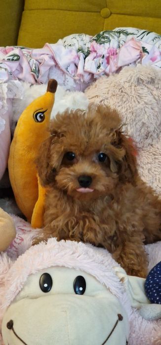 Cudny chłopczyk cavapoo