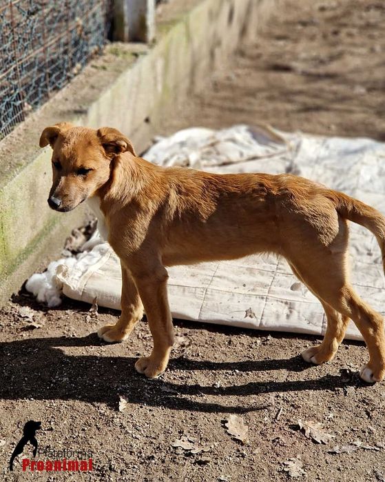 KORA - Cadelinha jovem para adoção!