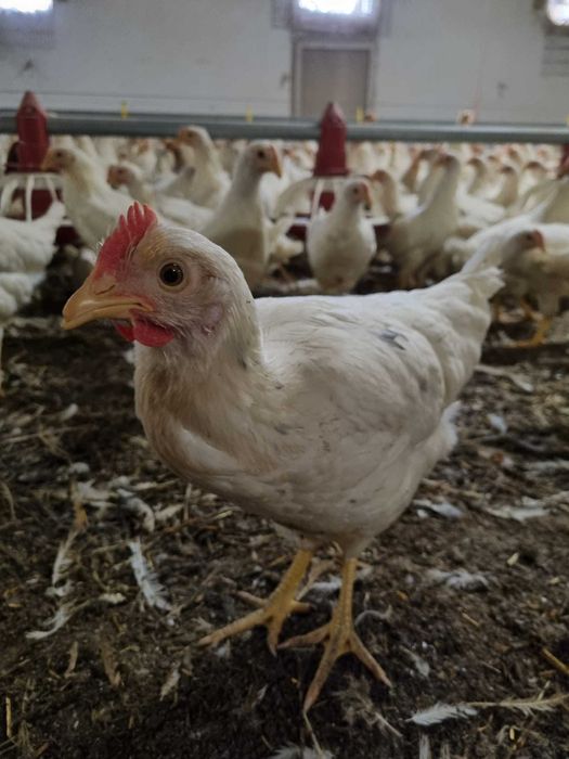 Kury nioski odchowane z jajkiem